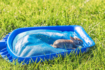 Wet Rabbit resting on a pool net after falling into the inground pool