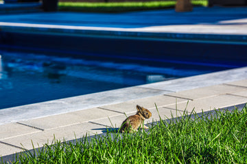 Rabit next to HB Pools's new inground pool installation in Nepean