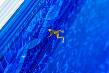 Green Frog Floating on top of our new in ground pool construction project in Saint-Pascal.